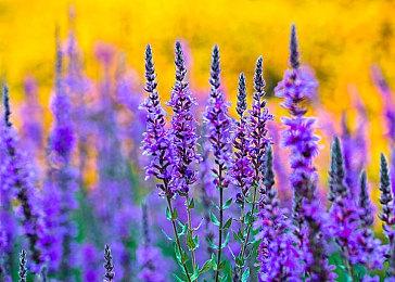 《GTA4》80%的老员工仍在R星开发《GTA6》